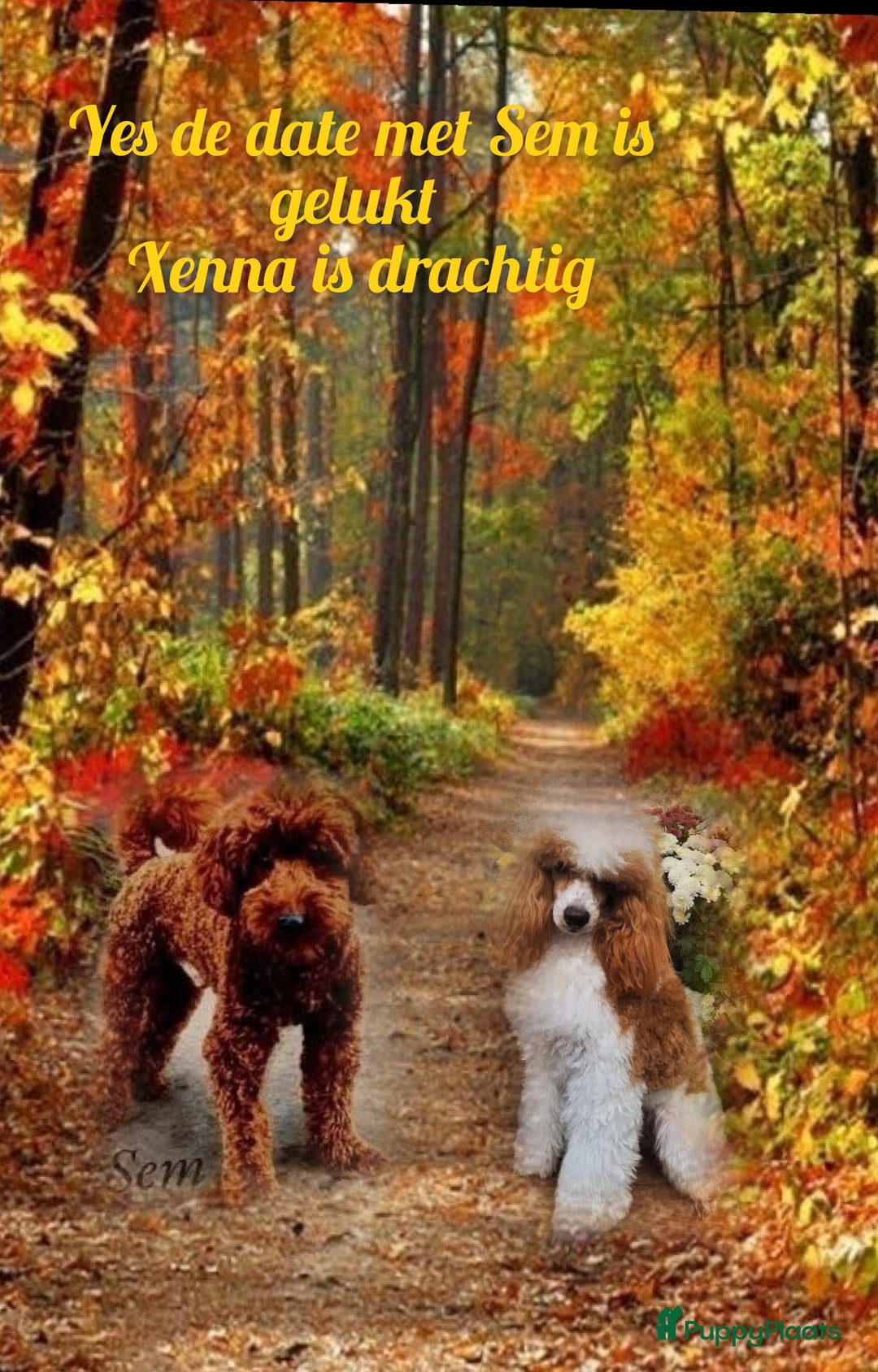 Poedel honden te koop: Xenna rood/witte harlekijn,Sem Rood dwergpoedel  - Advertentie 5