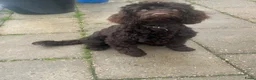 Australian Labradoodle honden te koop: Labradoodles teef, kleine medium chocolade bruin in Noordbeemster - Advertentie 9