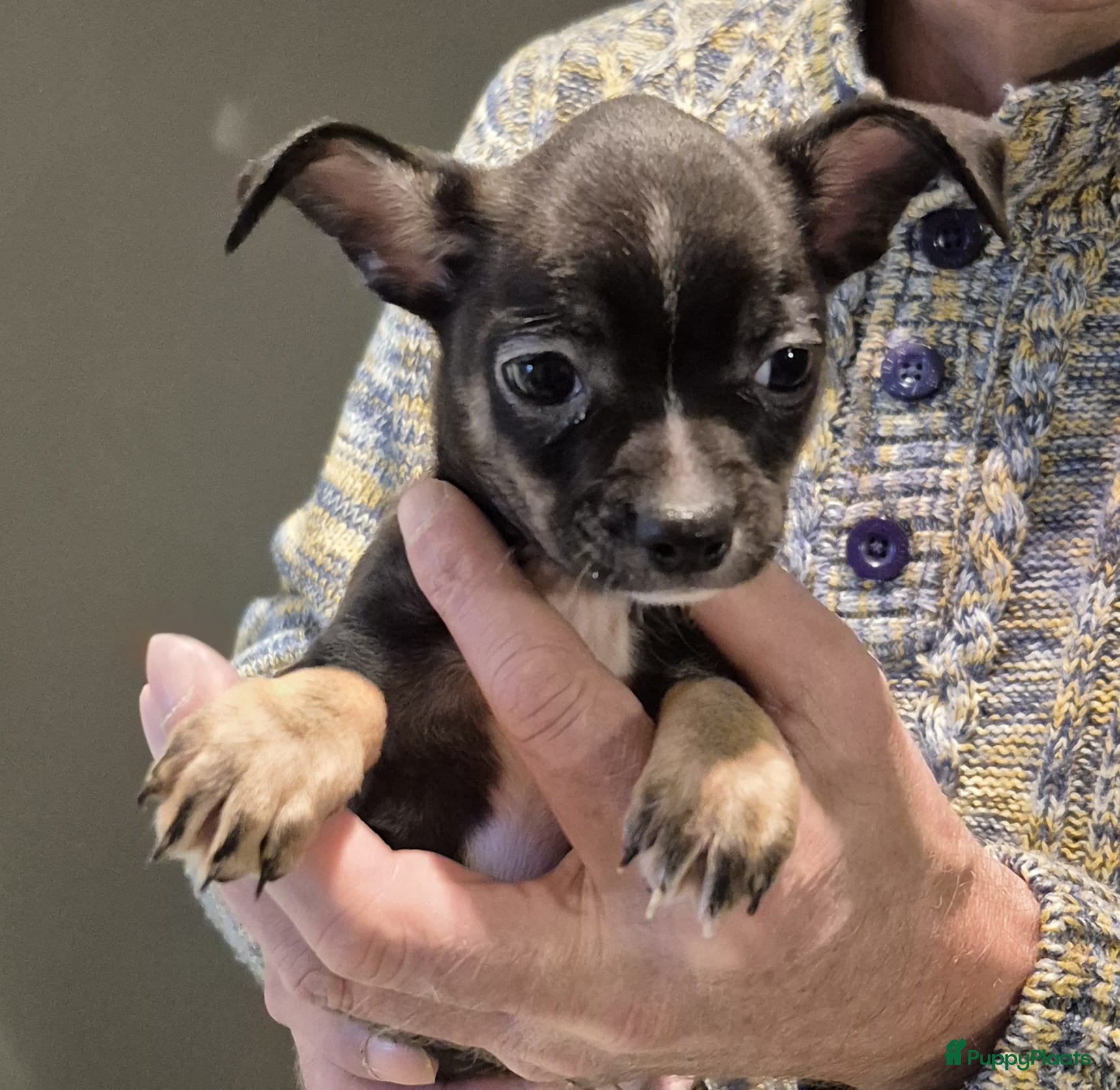 Chihuahua honden Kortharig chihuahua reutje - Advertentie 1