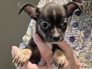 Chihuahua honden Kortharig chihuahua reutje - Advertentie 1
