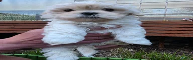 Lhasa Apso Puppy 3