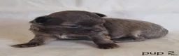 Chihuahua honden te koop: Chihuahua pups - Advertentie 11