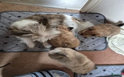 Pomeriaan honden te koop: Pomeriaan Pups - Afbeelding 5