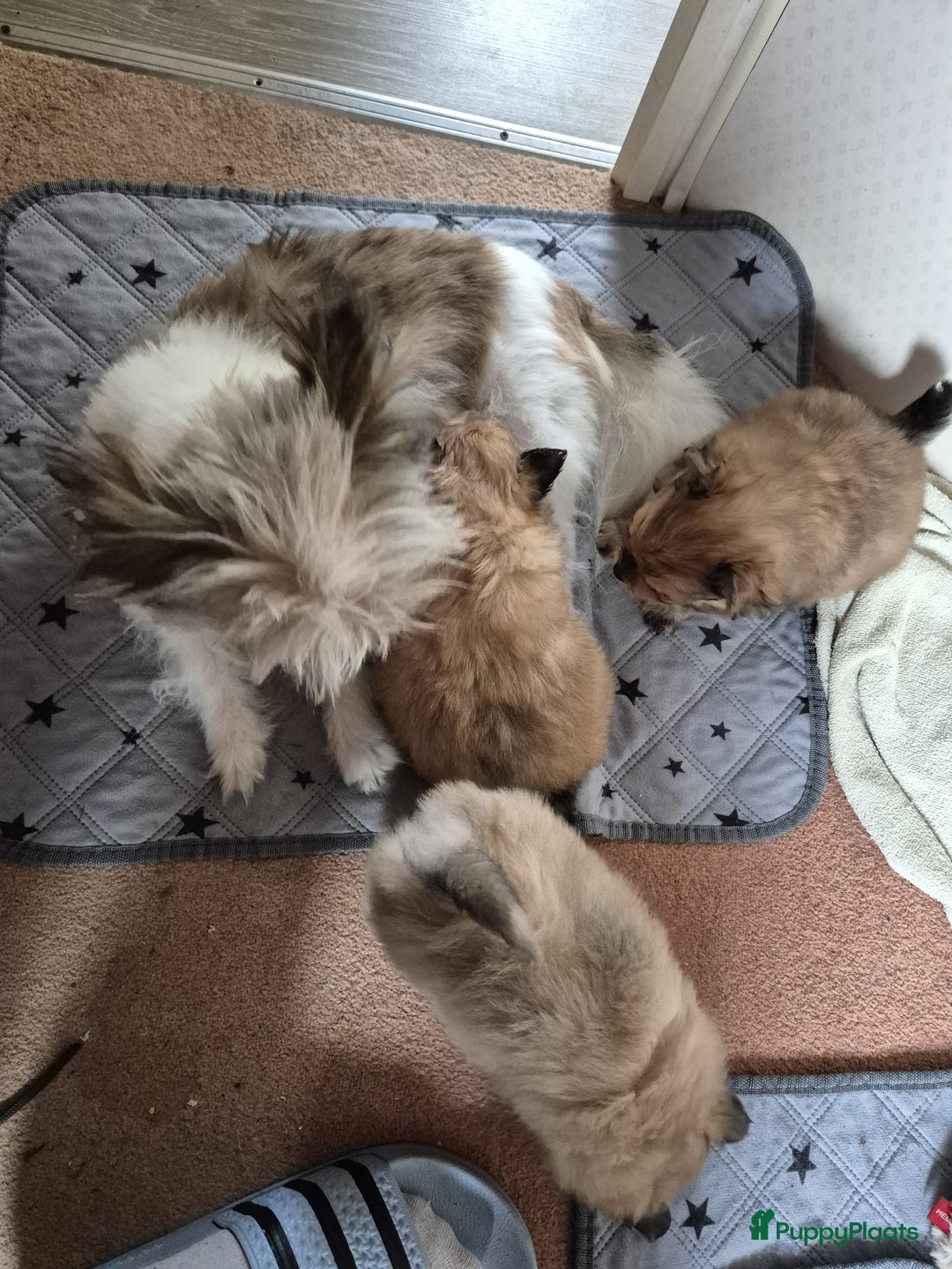 Pomeriaan honden te koop: Pomeriaan Pups - Afbeelding 5