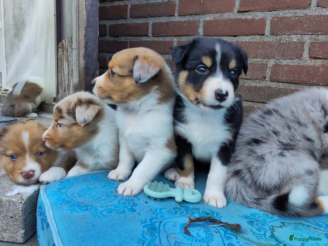 Australian Shepherd honden te koop: Australian Shepherd x Bordercollie pups in Linde - Afbeelding 2