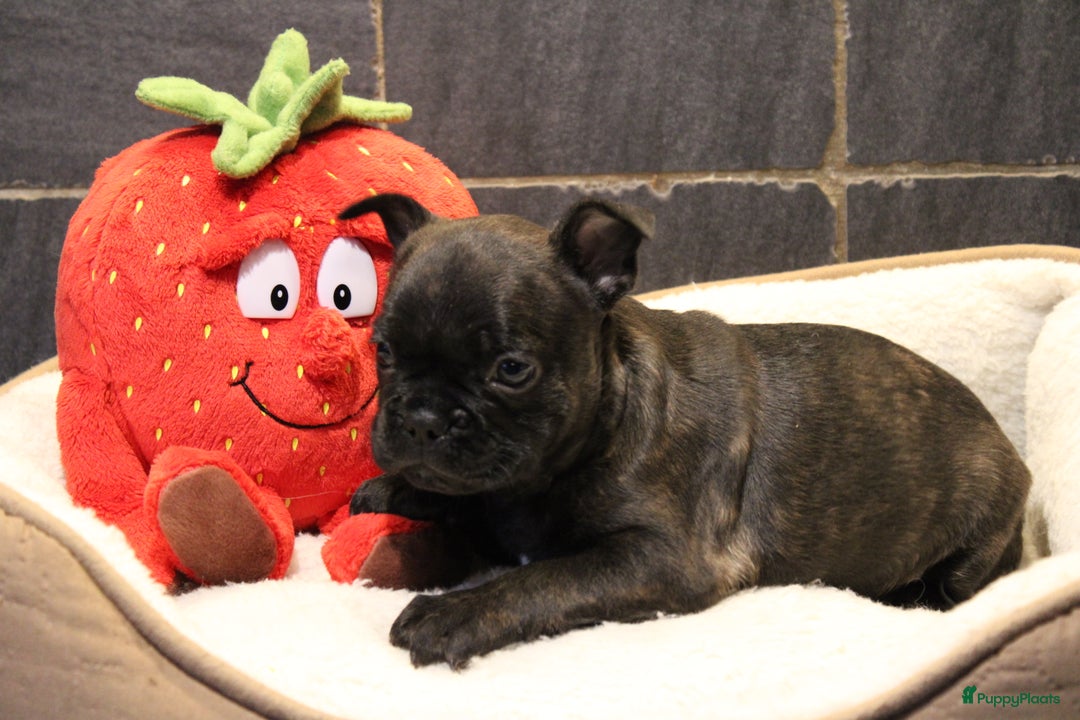 Franse Bulldog honden te koop: Franse Bulldog pups - Advertentie 36