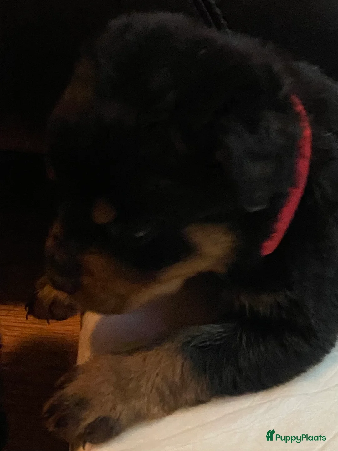 Rottweiler honden te koop: Rotweiler pups  - Advertentie 16