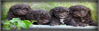 Labradoodle 3