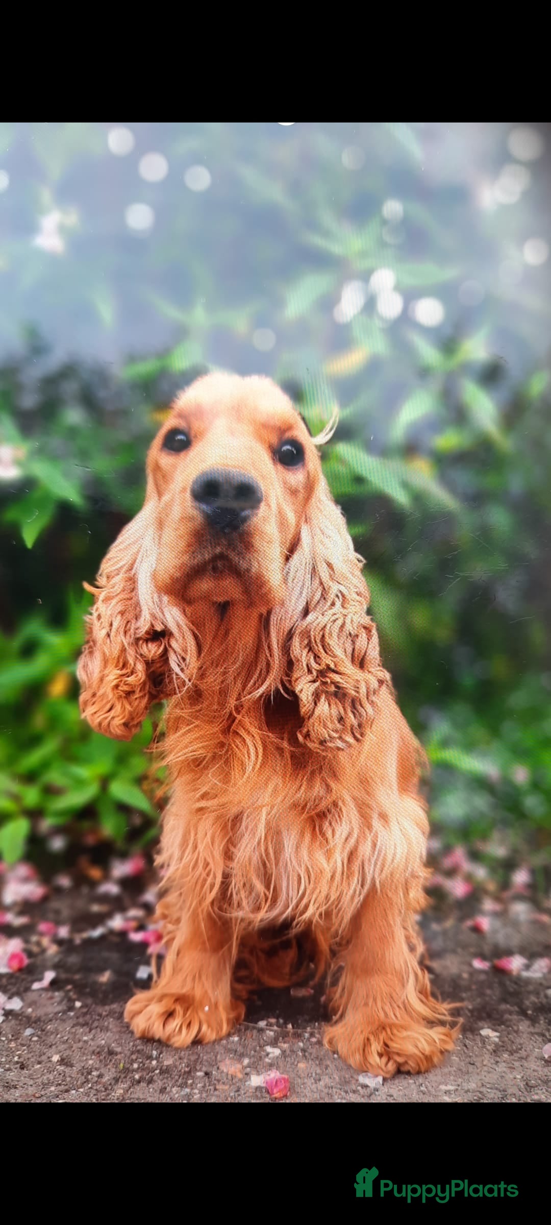 Kruising honden te koop: Kruising Engelse cockerspaniel pups.  - Advertentie 9