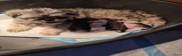 Shih Tzu honden te koop: Shih Tzu pups  in Heesch - Advertentie 1