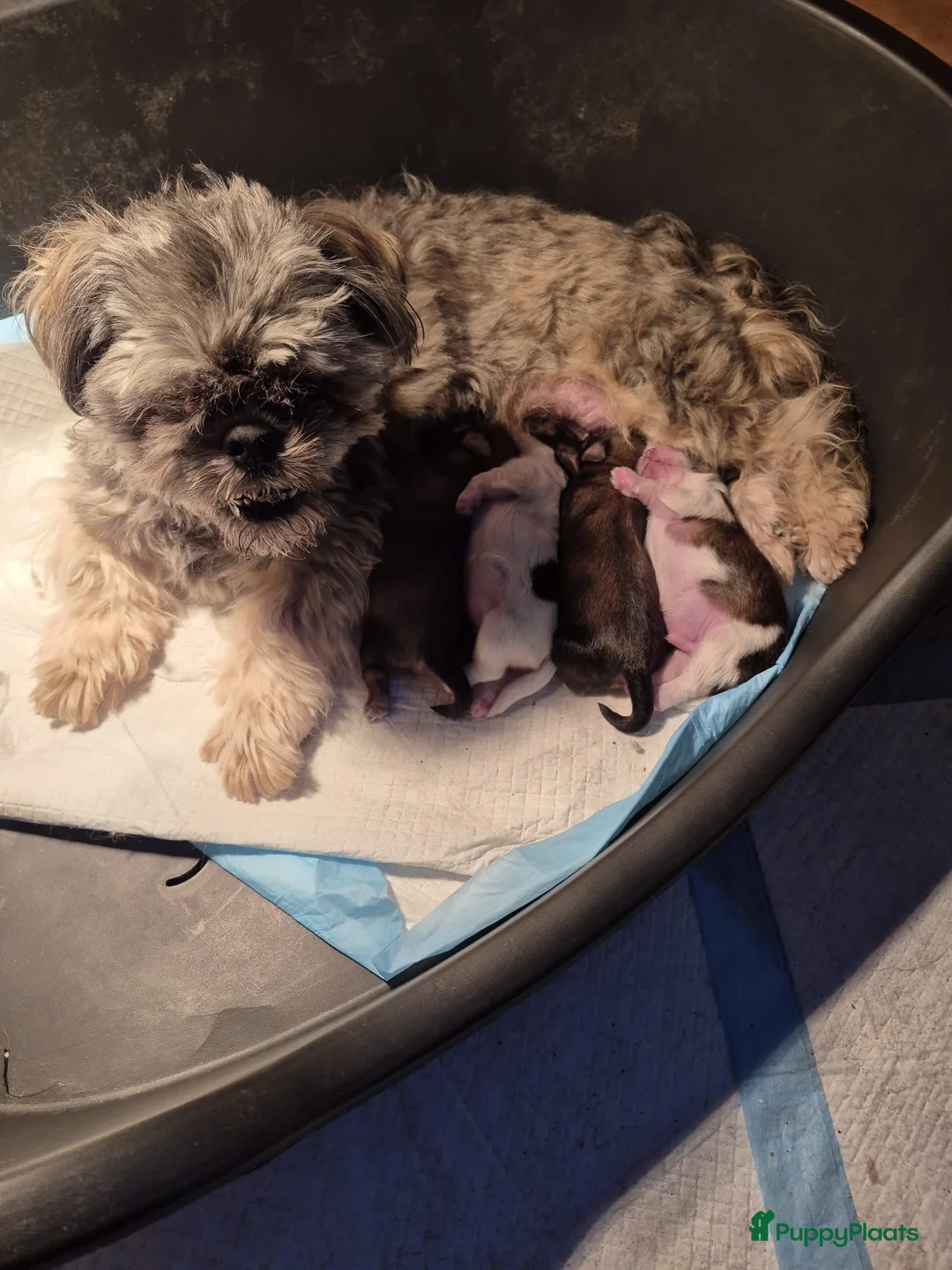 Shih Tzu honden te koop: Shih Tzu pups  in Heesch - Advertentie 1