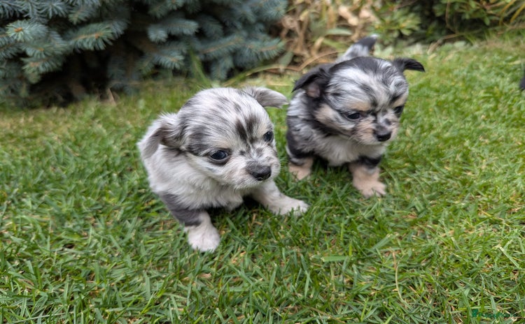 Chihuahua honden - Advertentie 7