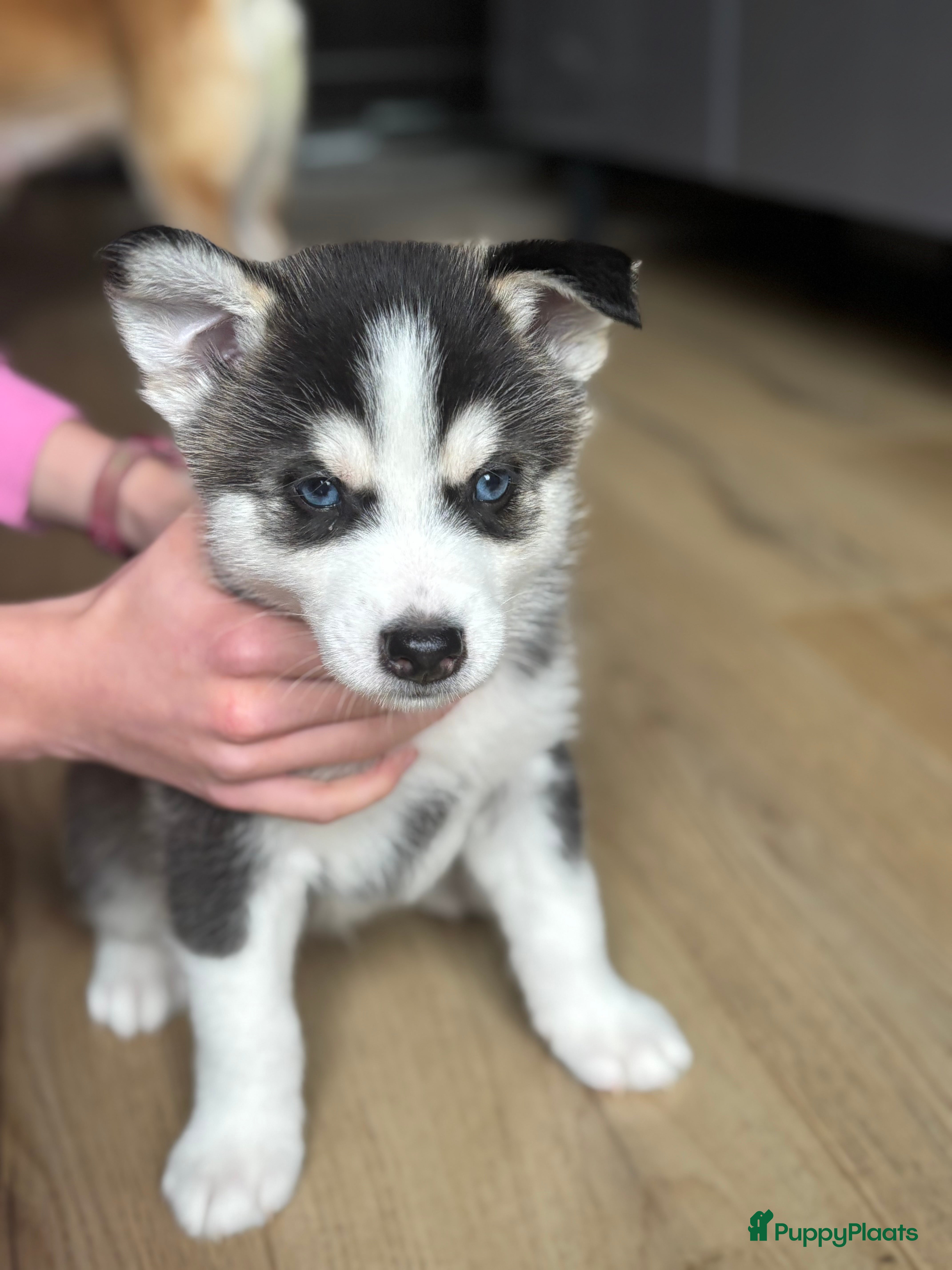 Pomsky honden Pomsky pup te koop 1 reu💙 husky look blauwe ogen. - Advertentie 16