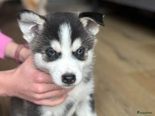 Pomsky honden Pomsky pup te koop 1 reu💙 husky look blauwe ogen. - Advertentie 16