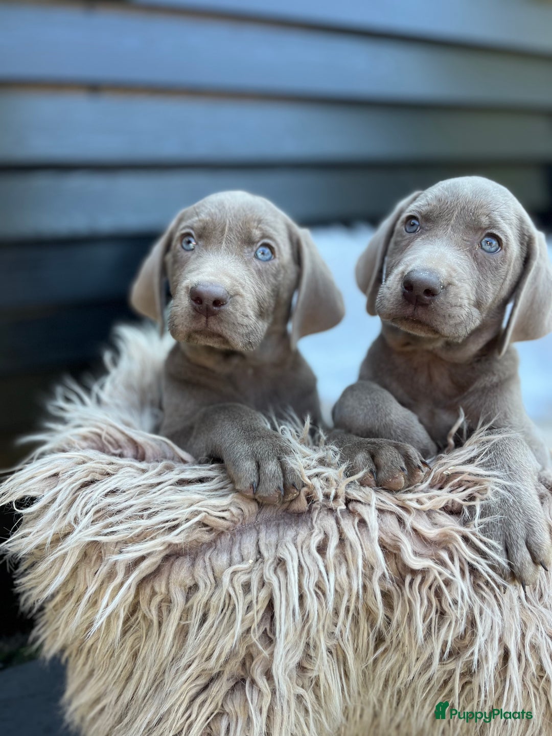 Kruising honden te koop: Labmaraner pups - Advertentie 2