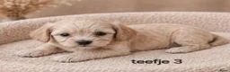 Maltipoo honden te koop: Super lieve mooie maltipoo pups - Advertentie 7
