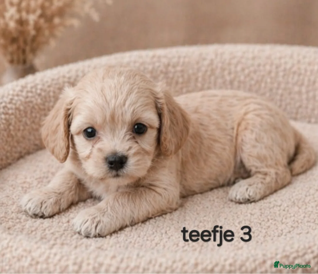 Maltipoo honden te koop: Super lieve mooie maltipoo pups - Advertentie 7