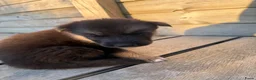 Kruising honden te koop: Gerberian shepsky’s pups - Advertentie 22
