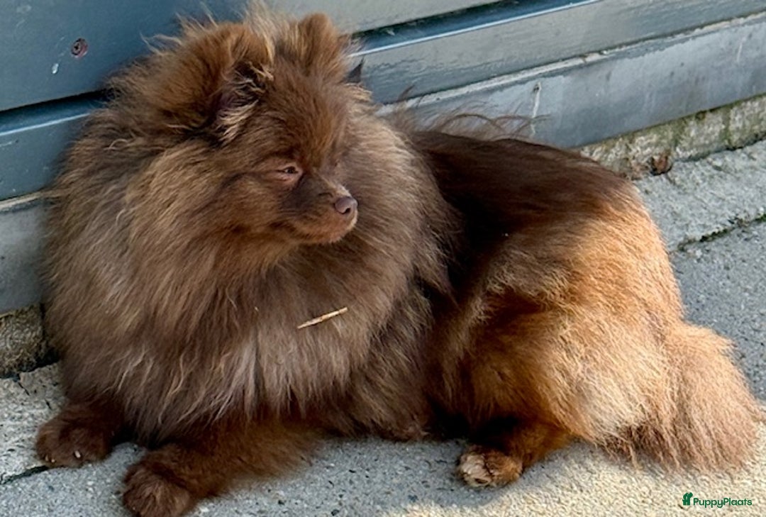 Pomeriaan honden te koop: Chocolat gesteriliseerd teefje - Advertentie 3