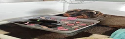 Ruwhaar Teckel honden te koop: Prachtige lieve ruwharige standaard teckel pups - Advertentie 21