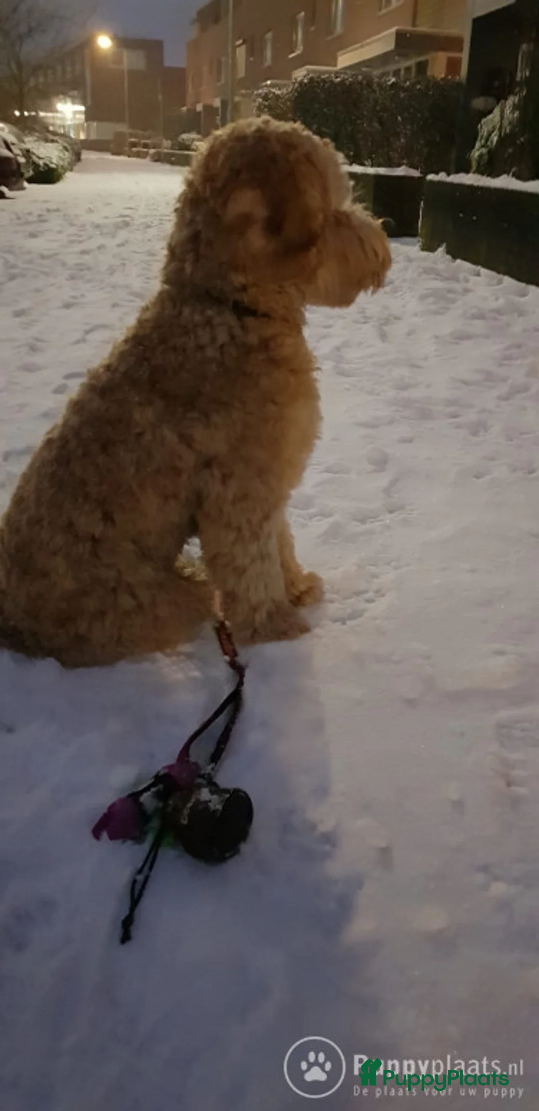 Labradoodle honden ter dekking: Echte Australian Labradoodle dekreu. in Duiven - Advertentie 8
