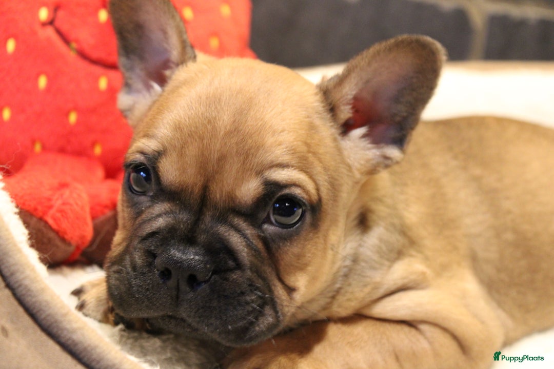 Franse Bulldog honden te koop: Franse Bulldog pups - Advertentie 7