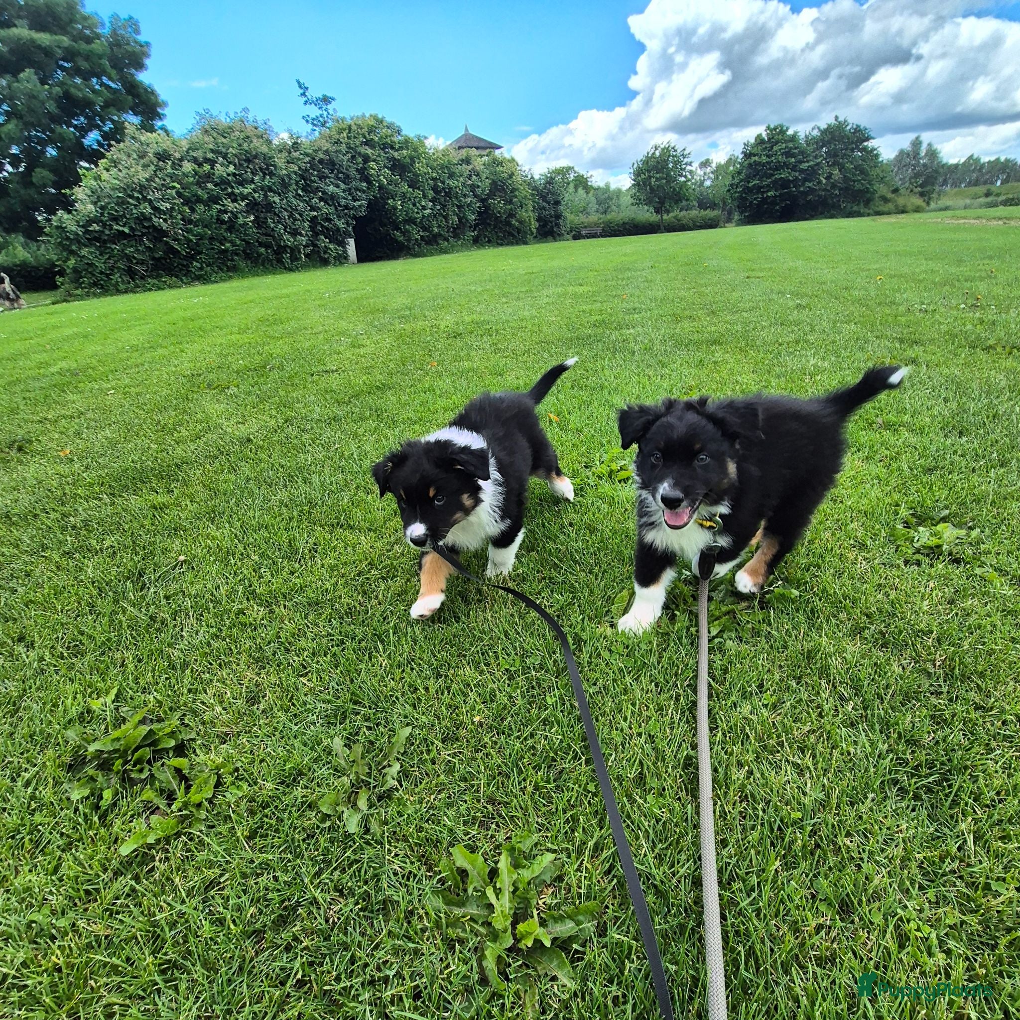 Australian Shepherd honden Nog 2 australian shepherd reutjes zoeken een thuis - Advertentie 2