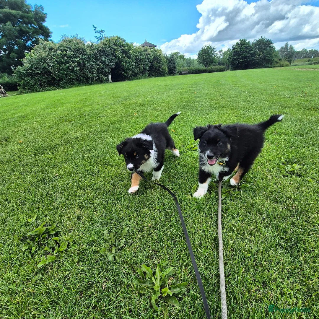 Australian Shepherd honden te koop: Nog 2 australian shepherd reutjes zoeken een thuis - Advertentie 1
