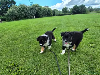 Australian Shepherd honden Nog 2 australian shepherd reutjes zoeken een thuis - Advertentie 2