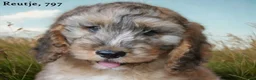 Cockapoo honden te koop: Cockapoo pups - Advertentie 29