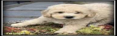 Labradoodle 4