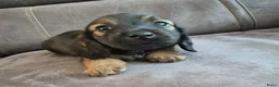 Teckel (langhaar) honden te koop: Langhaar dwergteckel reutje - Advertentie 12