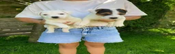 Parson Russell Terriër honden te koop: Mooie Parson russell terriër pup  - Advertentie 2