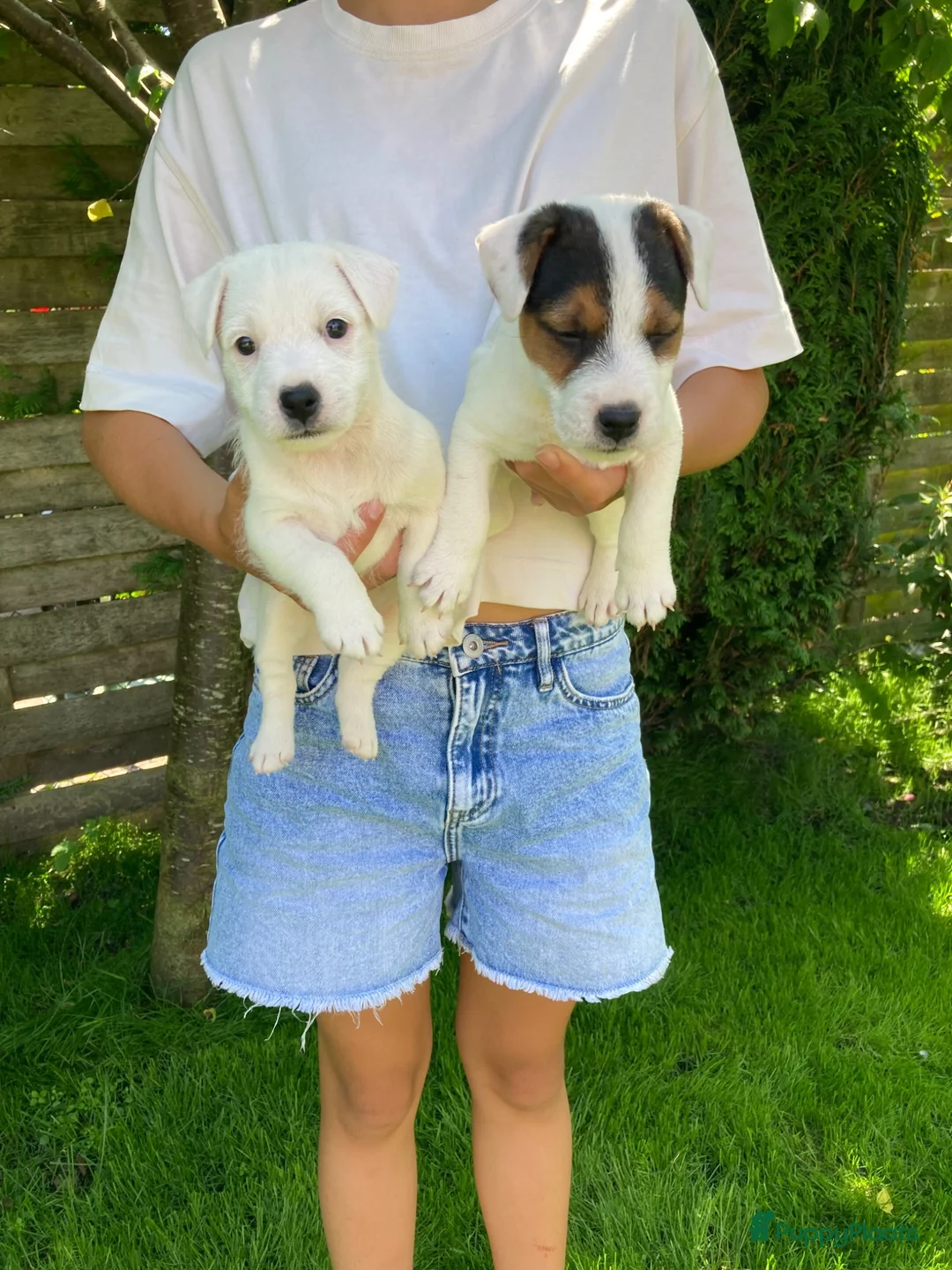 Parson Russell Terriër honden te koop: Mooie Parson russell terriër pup  - Advertentie 2