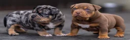 Amerikaanse Bully honden te koop: American Bully pups verwacht (GETEST)  - Advertentie 13