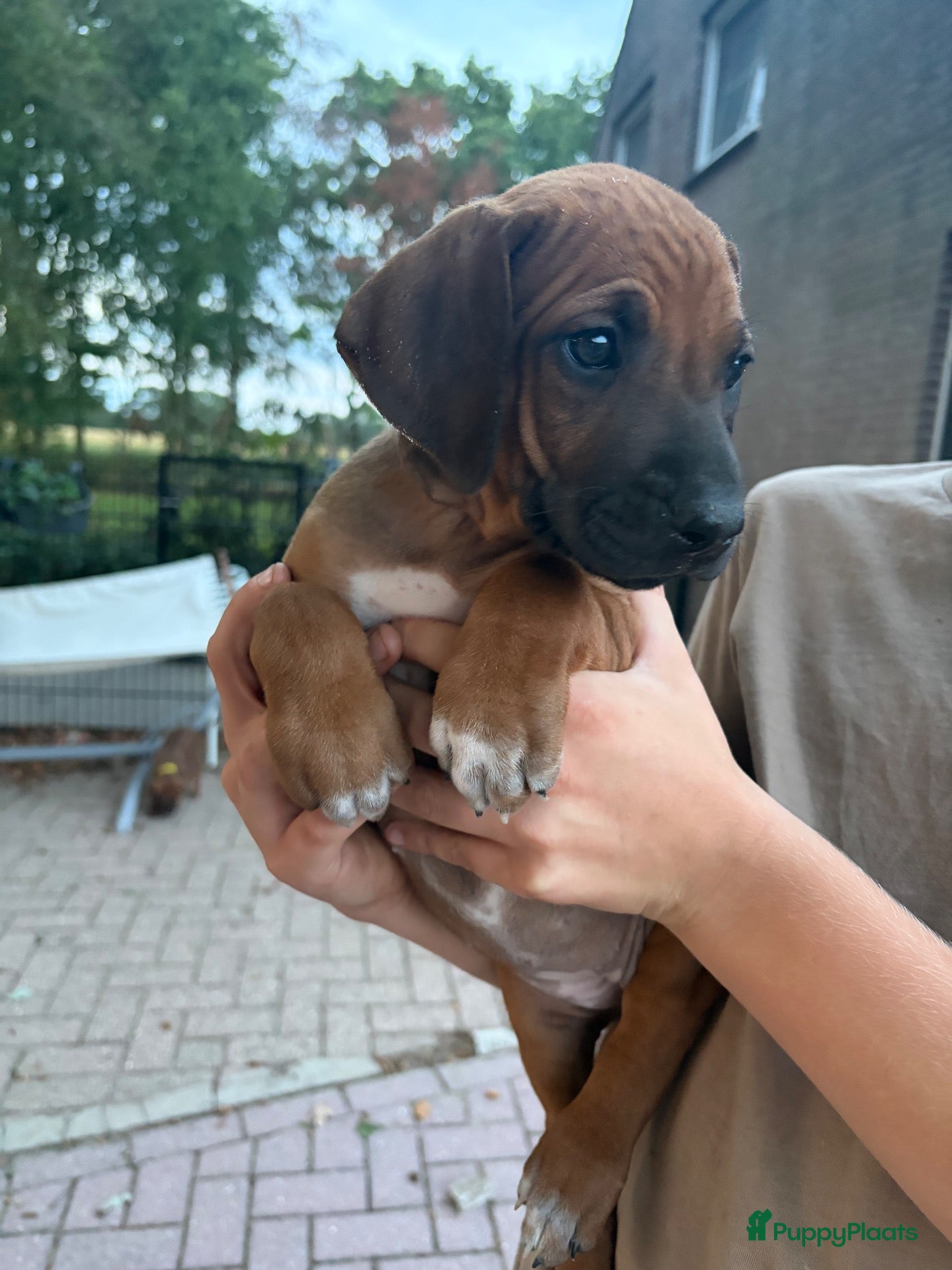Rhodesian Ridgeback honden Rhodesian Ridgeback pups (nog 4 teefjes) - Advertentie 2
