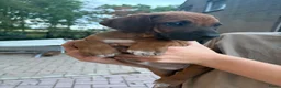 Rhodesian Ridgeback honden te koop: Rhodesian Ridgeback pups (nog 4 teefjes) - Advertentie 1
