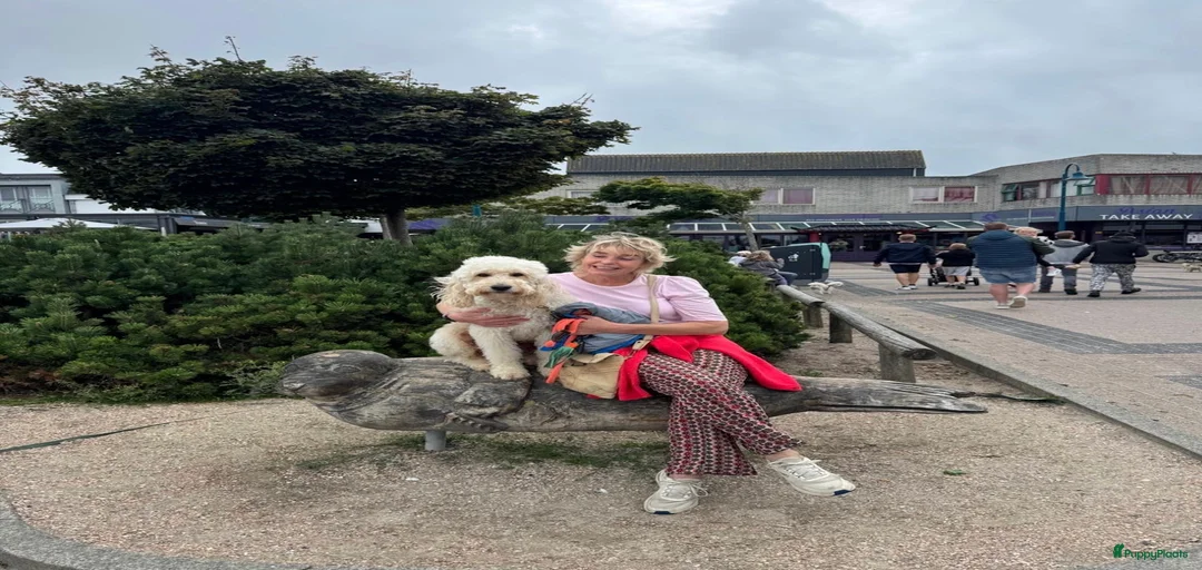 Galerij afbeelding {{count}}