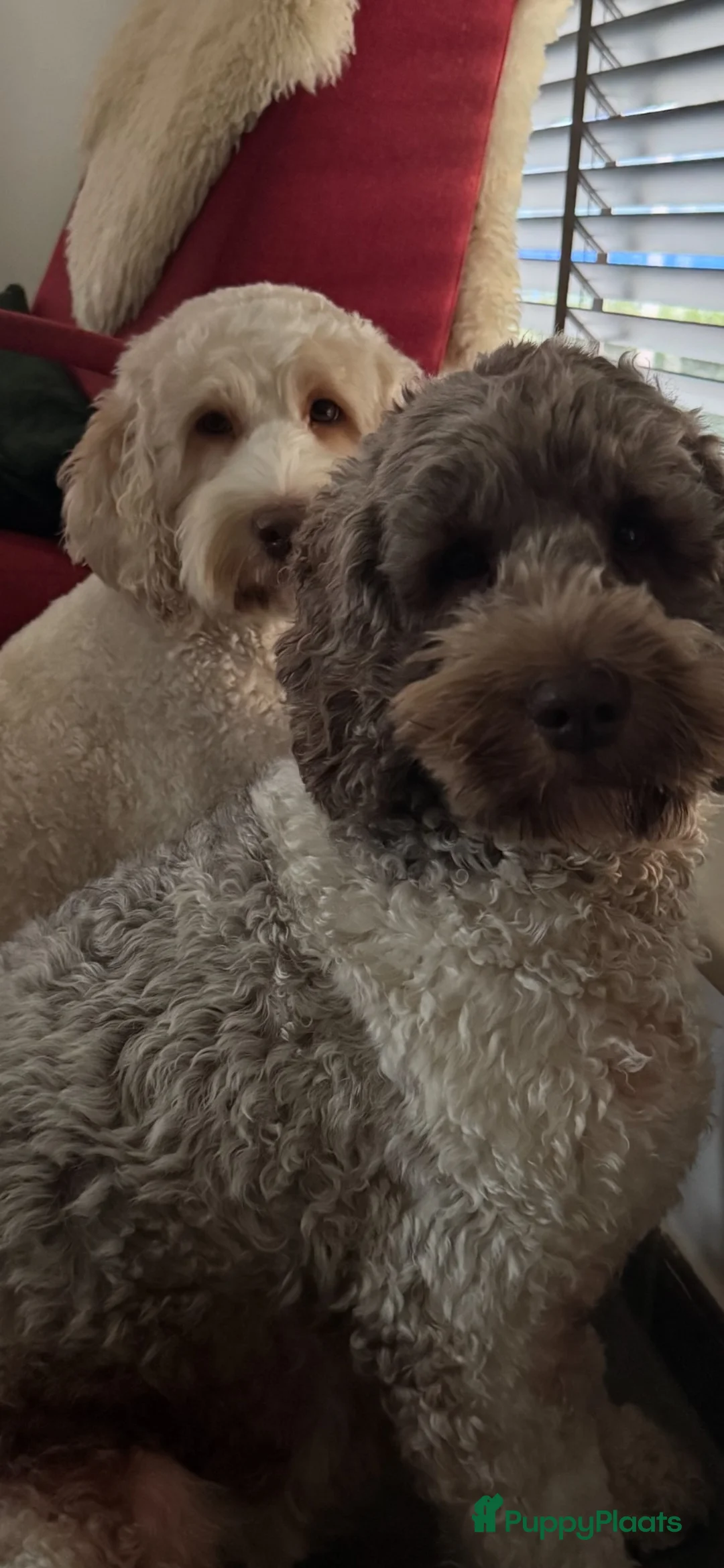 Australian Labradoodle honden te koop: Australian labradoodlepups met afstammingsbewijs! - Advertentie 14