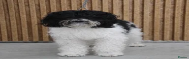 Barbet 1