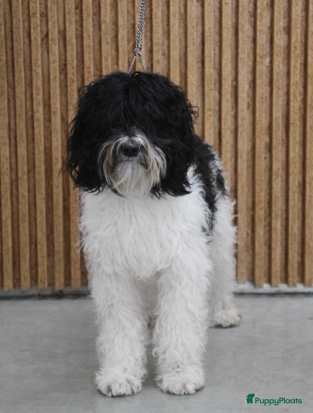 Barbet honden te koop: Liva -lief, zelfverzekerd en altijd in voor actie! - Advertentie 2