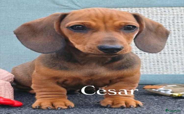 Teckel (korthaar)  honden - Advertentie 1