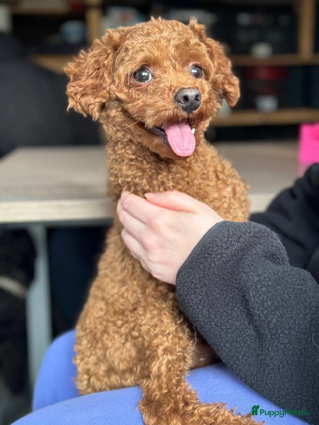 Maltipoo honden te koop: Maltipoo pups beschikbaar  - Advertentie 11