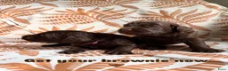 Australian Labradoodle honden te koop: Prachtige donkerbruine Australian Labradoodle reu in Halsteren - Advertentie 16