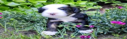 Tibetaanse Terriër honden te koop: Lieve Tibetaanse Terriër pups met stamboom  - Advertentie 2