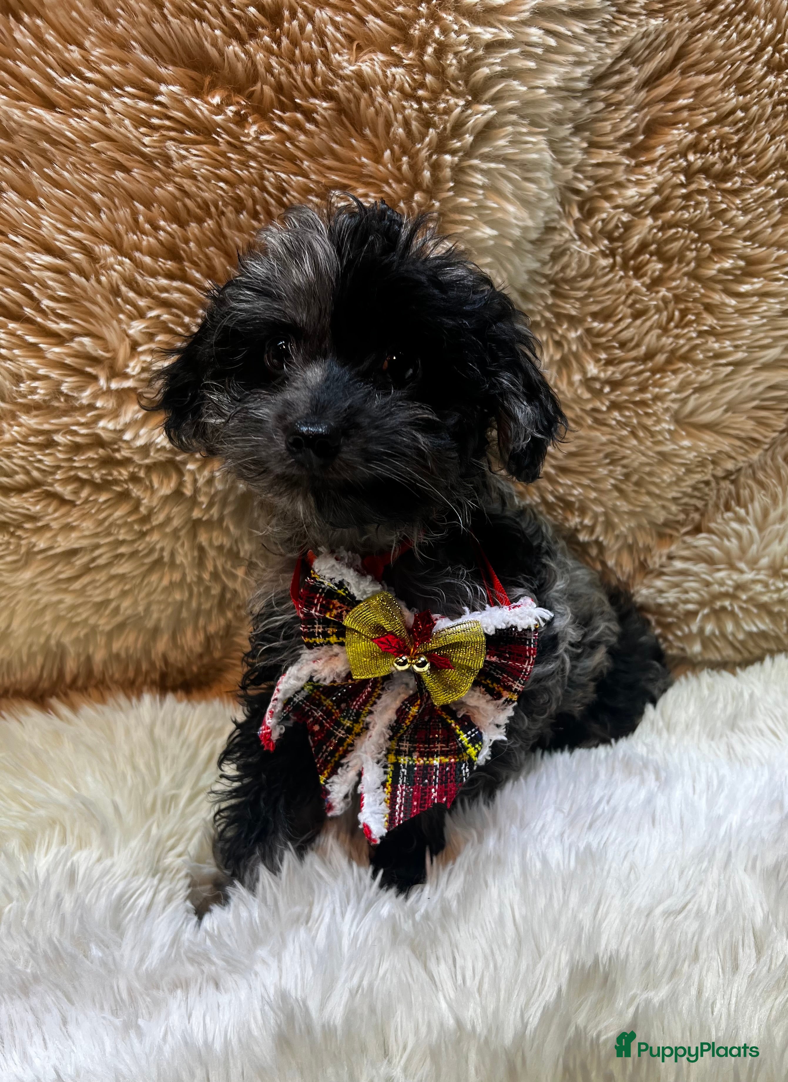 Poedel Toy honden Toy poedel teefjes - Advertentie 2