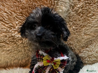 Poedel Toy honden Toy poedel teefjes - Advertentie 1