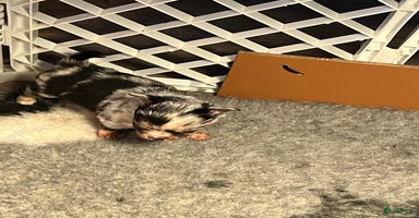 Chihuahua honden - Advertentie 6