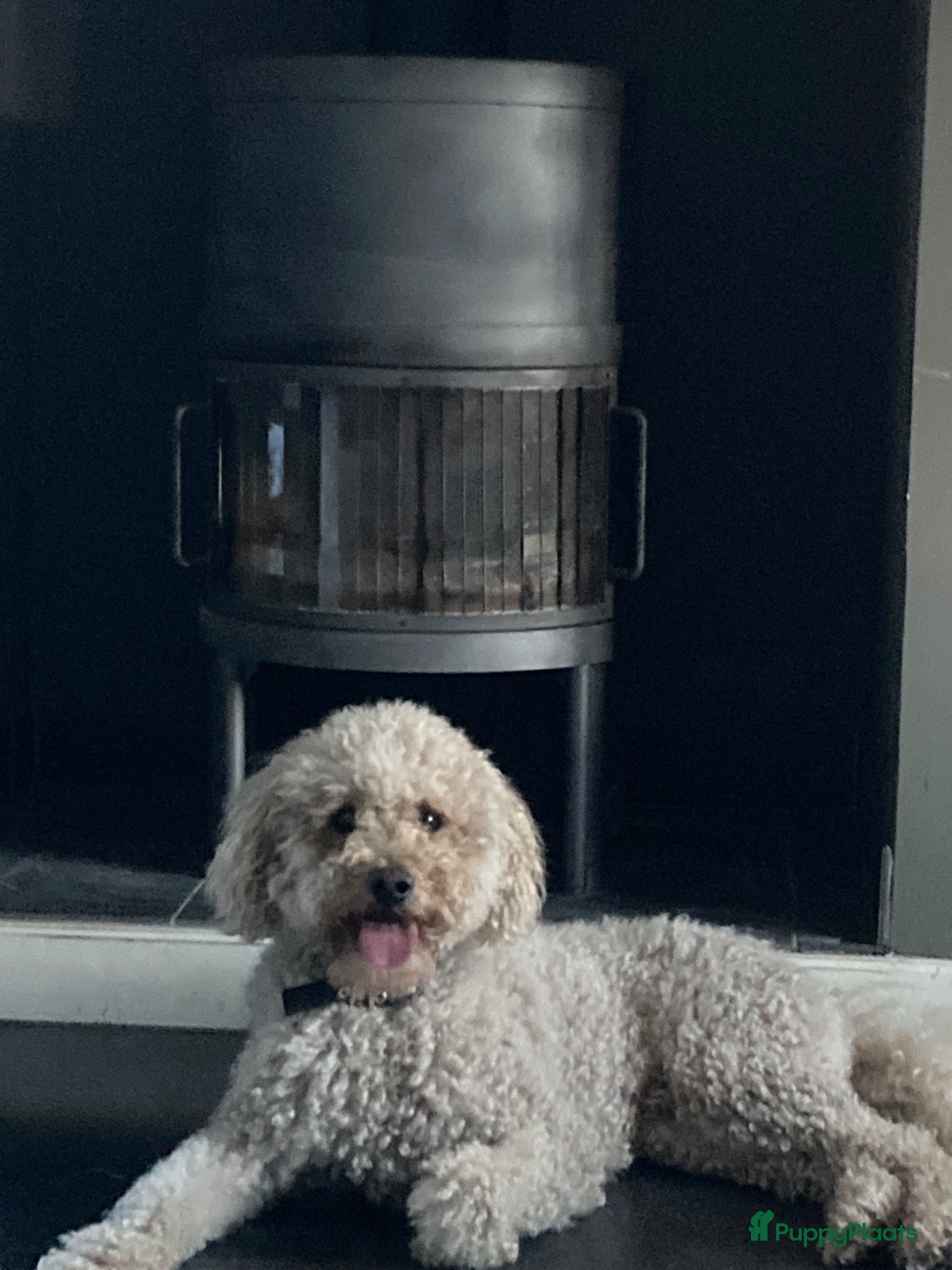 Kruising honden Lieve half austrian labradoodle 5 mei ophalen  - Advertentie 2