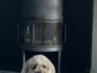 Kruising honden Lieve half austrian labradoodle 5 mei ophalen - Advertentie 2